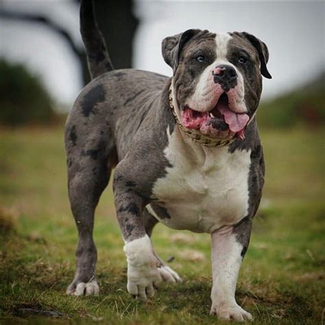 american bully dogs uk.